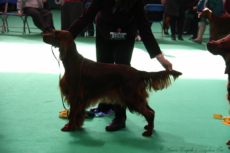 Crufts2011 653.jpg